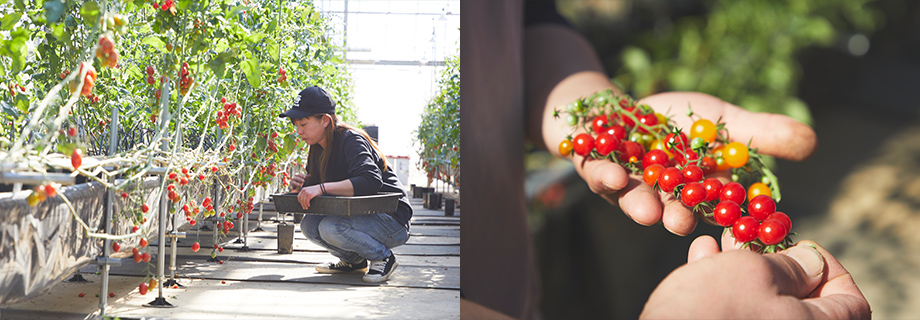 マイクロトマト栽培の様子とマイクロトマトの写真