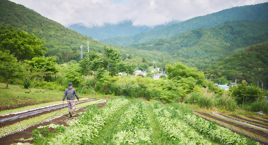 長野県下高井郡の路地とハウス栽培