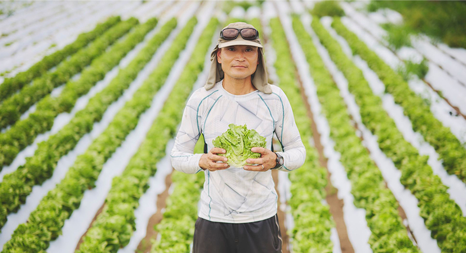 ミニロメインの畑と「ふぁーむ しまむら」の島村潤一さん
