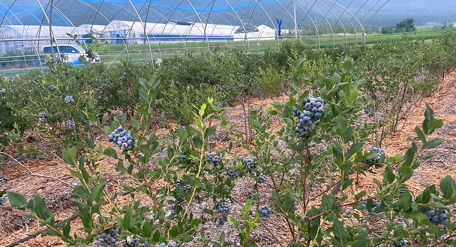 ブルーベリー農園