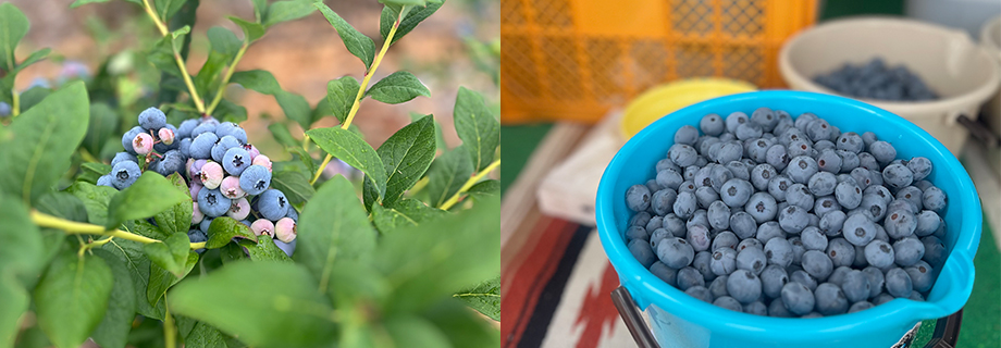 有機肥料栽培で育った立派なブルーベリー
