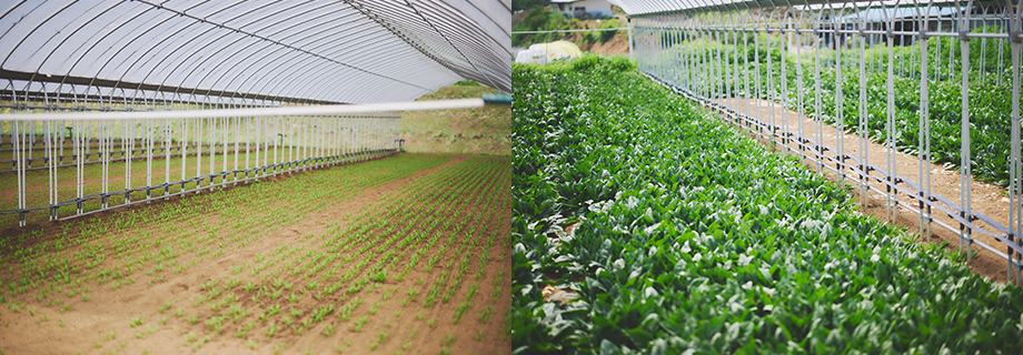 ほうれん草やトマト、花豆などの栽培ハウス