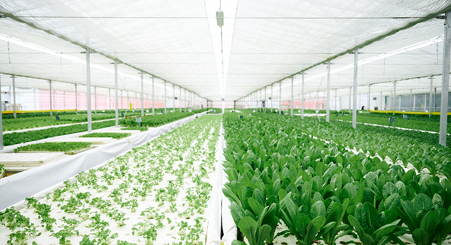 野菜の生育に適した環境を維持するための自動開閉式の遮光カーテン